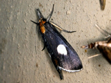 Episindris albimaculalis
